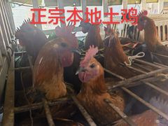 -元谋凉鸡店(百年老店)