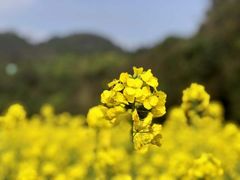 -贵阳市花溪国家城市湿地公园
