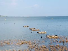 -洱海月湿地公园