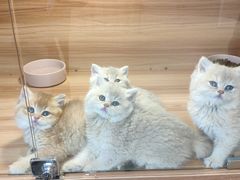 -猫十亿·布偶金渐层·曼基康矮脚猫舍(青年路店)