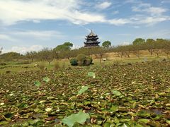 -上海海湾国家森林公园