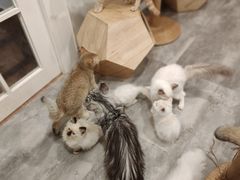 -楼上猫咖(罗湖店)