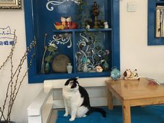 -Anne猫窝咖啡屋
