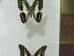 -上海昆虫博物馆