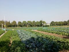 -上膳源有机农场