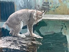 -青藏高原野生动物园