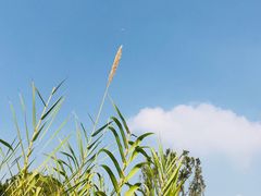 -昆山城市生态森林公园