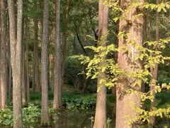 -杭州植物园