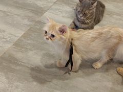-楼上猫咖(罗湖店)