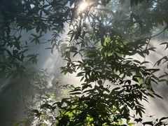 -西双版纳原始森林公园
