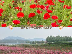 -君乐宝优致牧场