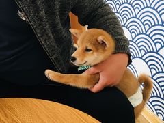 -柴犬小屋·柴餐厅·狗咖食堂(金鼎广场店)