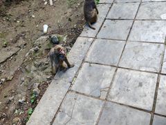 -黔灵山公园