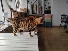 -Cappucimeow猫咪咖啡馆(韦伯时代店)