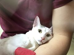 -瑞鹏宠物医院·骨科·猫科·内科(第一中心)