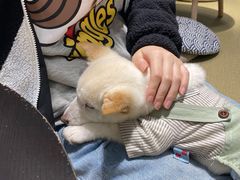 -逗柴咖啡屋·狗咖猫咖宠物桌游