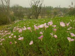 -白鹭湾湿地公园