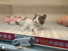 -lincat·猫舍(广州店)