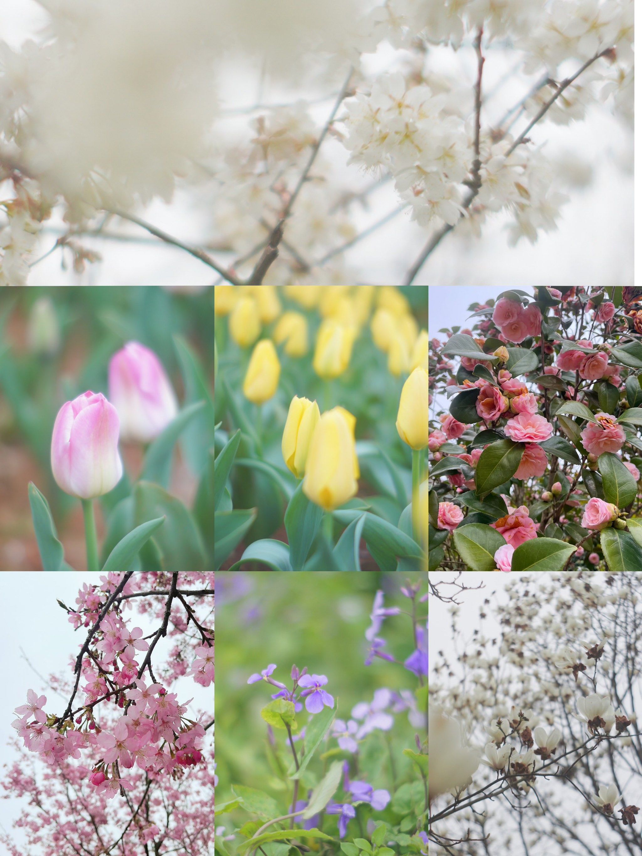 凤凰沟的花季来啦949396