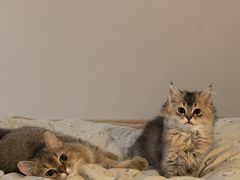 -瑞派福兴宠物医院犬猫全科·骨科·中西医结合(河东店)