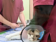 -瑞鹏宠物医院·宠保定点·心脏科·内科(御桥分院)