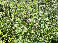 -广西壮族自治区药用植物园