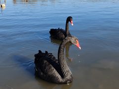 -长春市南湖公园