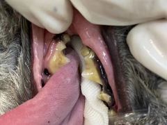 -佳怡动物医院·平价24小时·猫专科骨外科