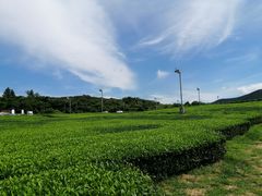 -雪绿茶博物馆