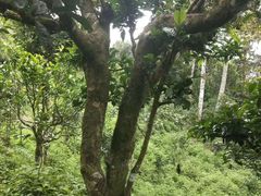 -保利·罗兰香谷