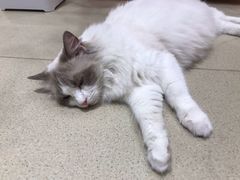 -藏猫猫咖啡主题馆(中央大道店)