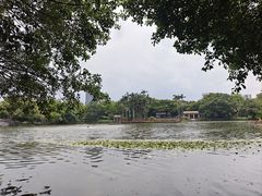 -荔湾湖公园