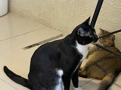 -平行世界·猫咖(首经贸店)