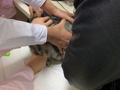 -全心全意连锁动物医院·微创中心·内科急重症·心脏专科(丰管路店)