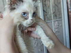 -楼上猫咖(罗湖店)