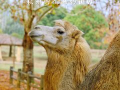 -杭州野生动物世界