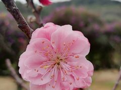 -南国桃园旅游度假区