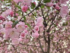 -金鸡湖桃花岛