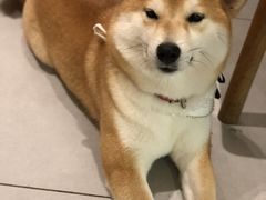 -柴务处·柴犬主题狗咖