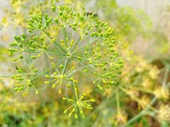 -广州神农草堂中医药博物馆