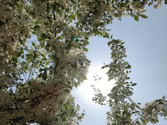 -长白岛森林公园