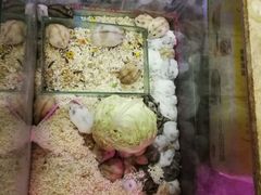-双季花艺园艺市场(浦东店)