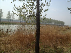 iphone_upload_pic-微山湖红荷湿地景区