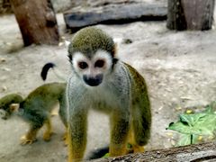 -清迈夜间动物园