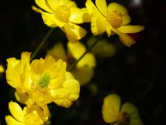 -上海鲜花港