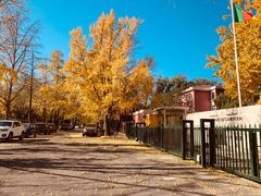 -三里屯东五街银杏大道