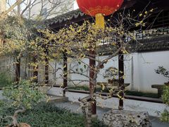 -上海醉白池公园