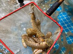 -和源祥·日照菜扛把子(万平口一店)