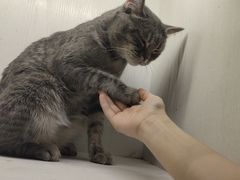 -猫小院猫主题餐厅(三里屯店)