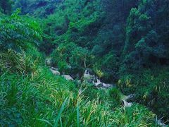 -长沙黑麋峰国家森林公园